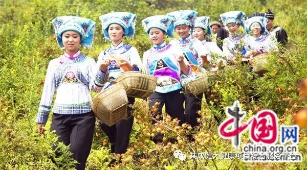 贵州倾力打造“贵州刺梨”公共品牌