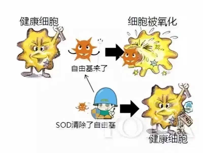 SOD与健康 |SOD的7个为什么?