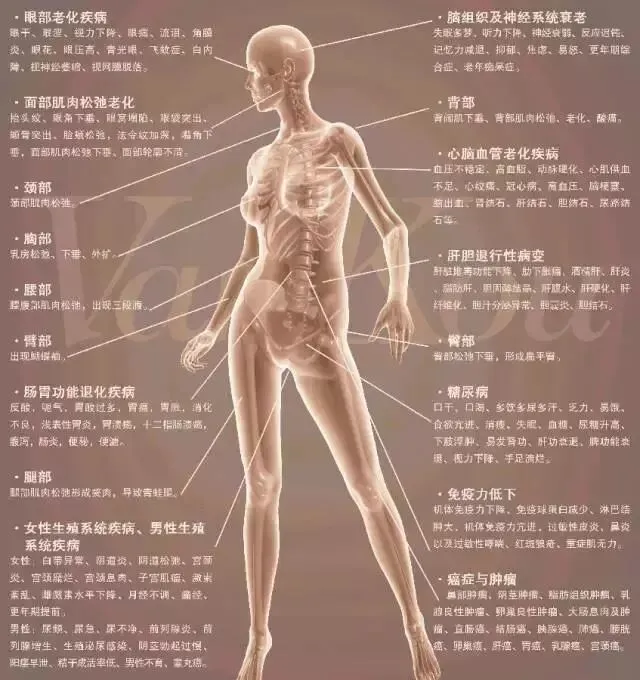SOD与健康 |SOD的秘密,你知道吗?