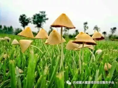创始人故事1:我艰苦创业的引路人——阳权老师(pic6) 创始人故事1:记我艰苦创业的导师阳权老师