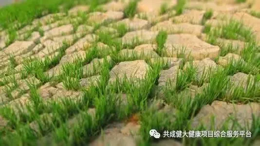 创始人故事1:我艰苦创业的引路人——阳权老师(pic9) 创始人故事1:记我艰苦创业的导师阳权老师