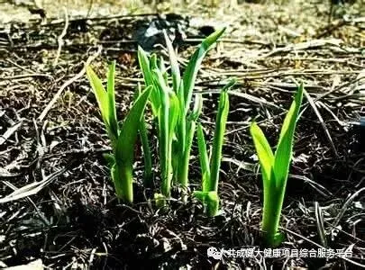 创始人故事1:我艰苦创业的引路人——阳权老师(pic11) 创始人故事1:记我艰苦创业的导师阳权老师