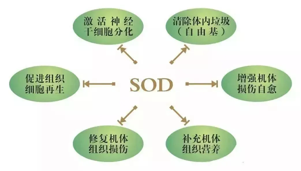 SOD与健康 |SOD对上百种疾病有良好的抑制作用,简直就是“万能药”(pic6) SOD与健康 |SOD对上百种疾病有良好的抑制作用,简直就是“万能药”(pic6)