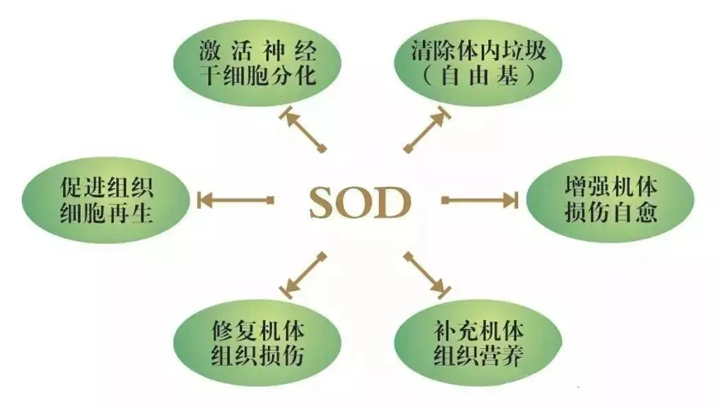 SOD与健康:揭秘SOD对糖尿病的重要作用(pic5) SOD与健康 |SOD对糖尿病的作用