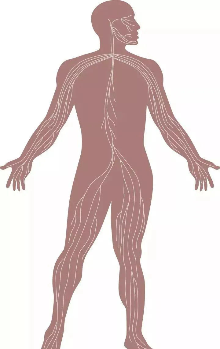 SOD与健康 | SOD—让健康从细胞开始(pic3) SOD与健康 | SOD—让健康从细胞开始(pic3)
