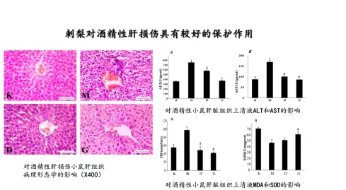 权威报告《贵州刺梨功效研究》:维C之王,抗氧化抗衰老、解酒护肝(pic47) 微信图片_20260821141535_105_43.png