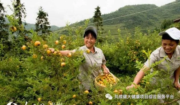 刺梨——来自大自然的关爱(pic7)
