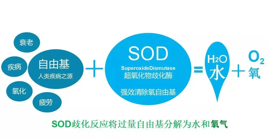 SOD与健康 |SOD为什么是健康之源?(pic2) SOD与健康 |SOD为什么是健康之源?(pic2)