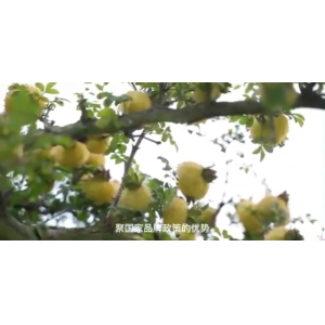 常生生物科技发展理念