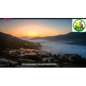 神奇的贵州刺梨 