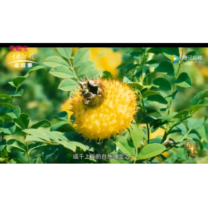 CCTV老故事频道报道贵州的刺梨