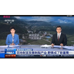 央视12频道报道：刺梨成了农民的致富果