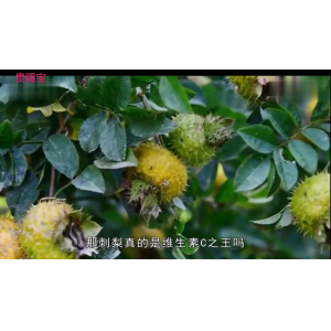 刺梨营养成份与含量