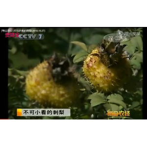 央视7频道报道贵州刺梨