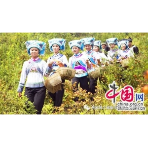 贵州倾力打造“贵州刺梨”公共品牌