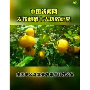 中国新闻网发布刺梨十大功效