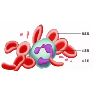 SOD与健康：让健康从细胞根源开始
